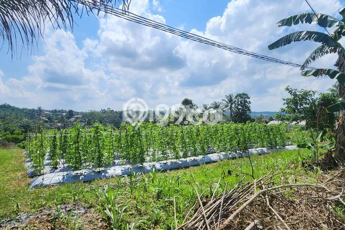Tanah Dijual di Kutai Kartanegara Seluas 16242m2 Strategis Tanah Dijual di Kutai Kartanegara Seluas 16242m2 Strategis