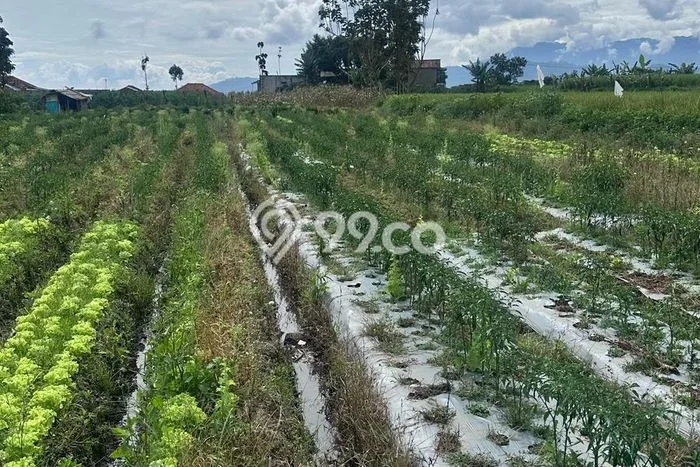 Lahan untuk Dijual di Ciwidey Bandung Luas 6900m2 Lahan untuk Dijual di Ciwidey Bandung Luas 6900m2