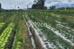 Lahan untuk Dijual di Ciwidey Bandung Luas 6900m2 Lahan untuk Dijual di Ciwidey Bandung Luas 6900m2