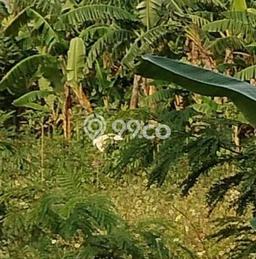 Lahan untuk Dijual di Cikande Serang Luas 15000m2 Lahan untuk Dijual di Cikande Serang Luas 15000m2