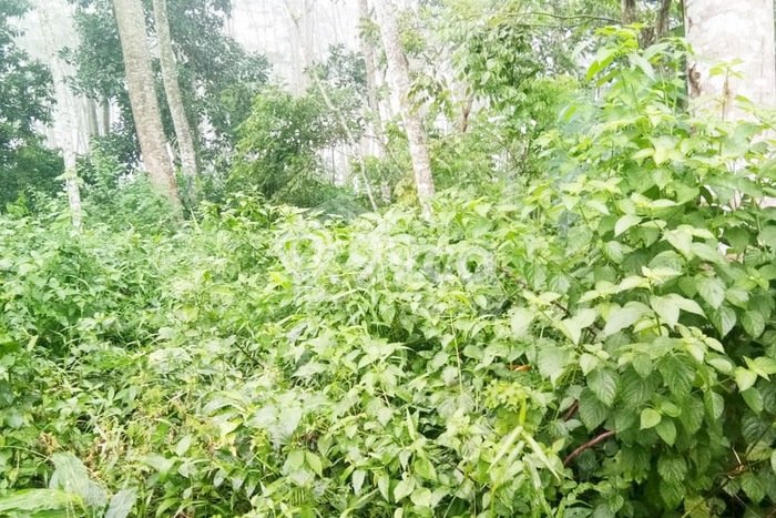 LOKASI STRATEGIS! Tanah Kawasan Warungasem, Luas 141m², Lokasi Potensial, Cocok untuk Investasi LOKASI STRATEGIS! Tanah Kawasan Warungasem, Luas 141m², Lokasi Potensial, Cocok untuk Investasi