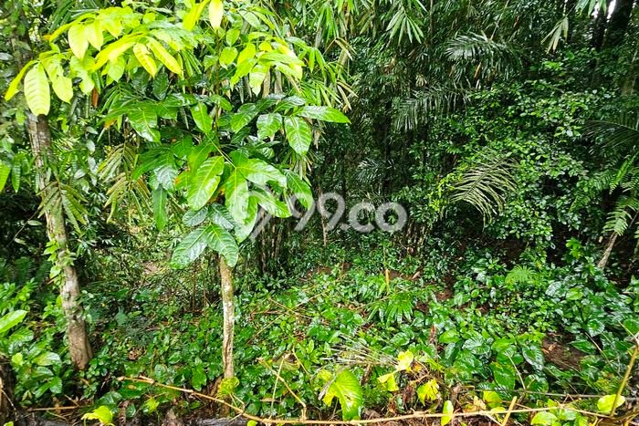 Tanah Dijual Lokasi Payangan Gianyar SHM Tanah Dijual Lokasi Payangan Gianyar SHM