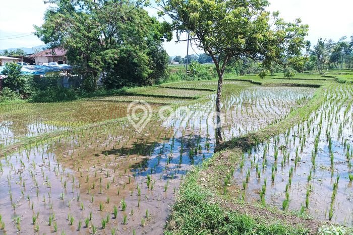 Jarang Ada! Tanah di Cilaku Punya Luas 3300m2 SHM Jarang Ada! Tanah di Cilaku Punya Luas 3300m2 SHM