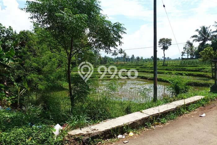 Jarang Ada! Tanah di Cilaku Punya Luas 3300m2 SHM Jarang Ada! Tanah di Cilaku Punya Luas 3300m2 SHM
