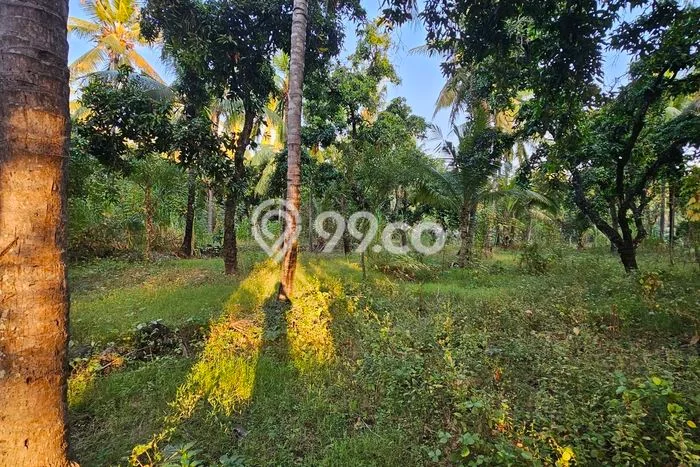 Kavling Tanah di Tejakula Dijual Luas 2410m2 Legalitas SHM Kavling Tanah di Tejakula Dijual Luas 2410m2 Legalitas SHM