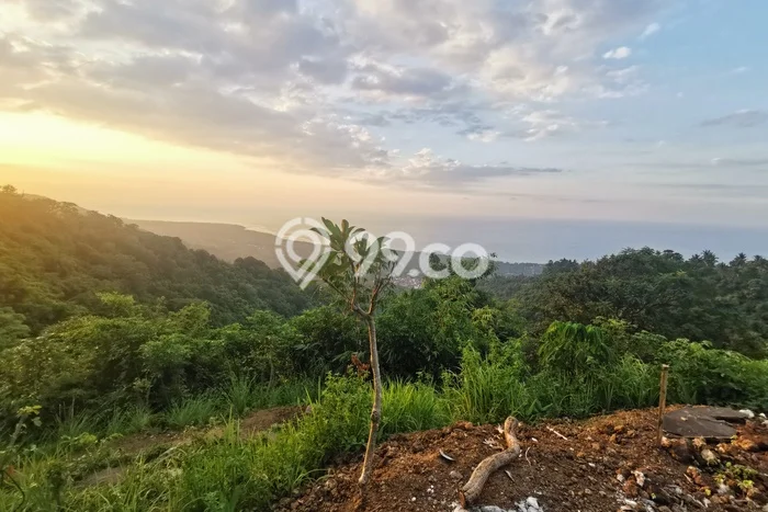 Sangat Dicari! Kavling Tanah Disewakan di Tejakula, Buleleng Sangat Dicari! Kavling Tanah Disewakan di Tejakula, Buleleng