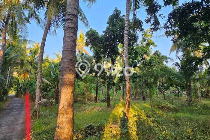 Kavling Tanah di Tejakula Dijual Luas 2410m2 Legalitas SHM Kavling Tanah di Tejakula Dijual Luas 2410m2 Legalitas SHM