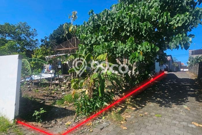 Tanah Kavling Disewakan di canggu dengan Luas 550m2 Tanah Kavling Disewakan di canggu dengan Luas 550m2