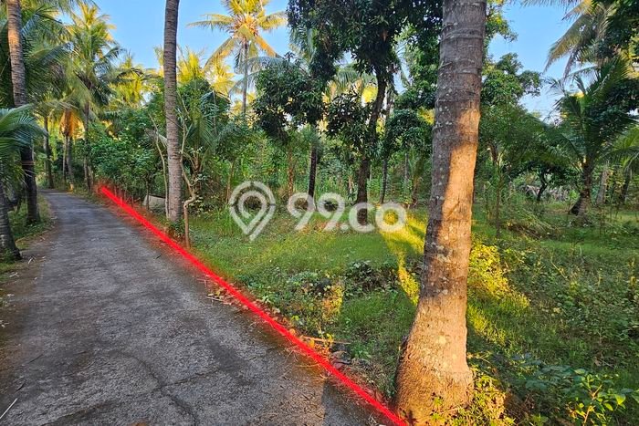 Kavling Tanah di Tejakula Dijual Luas 2410m2 Legalitas SHM Kavling Tanah di Tejakula Dijual Luas 2410m2 Legalitas SHM