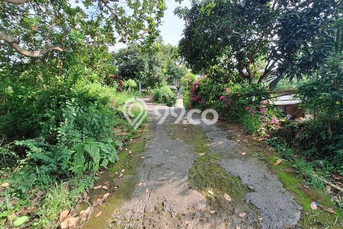 Untuk Dijual Tanah 66000m2 di Lovina, Buleleng Untuk Dijual Tanah 66000m2 di Lovina, Buleleng