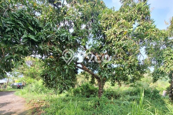 Untuk Dijual Tanah 66000m2 di Lovina, Buleleng Untuk Dijual Tanah 66000m2 di Lovina, Buleleng