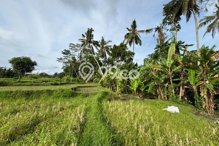 Tanah Kavling Dijual di Gianyar dengan Spesifikasi 1147m2 Tanah Kavling Dijual di Gianyar dengan Spesifikasi 1147m2