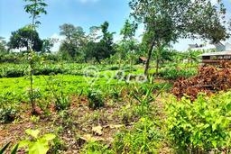 Tanah Dijual Lokasi Tembalang, Semarang Luas 675m2 Legalitas Aman Tanah Dijual Lokasi Tembalang, Semarang Luas 675m2 Legalitas Aman