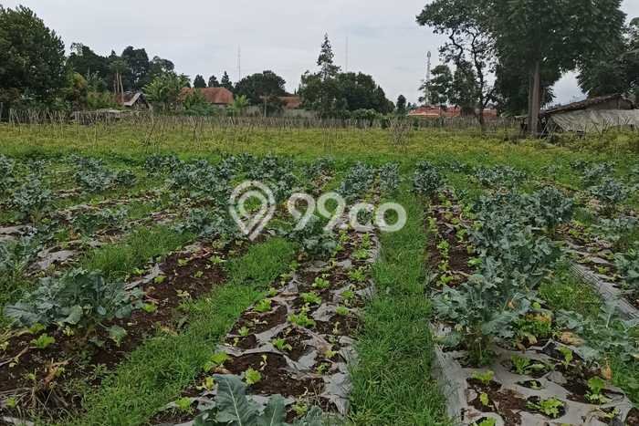 Lahan Investasi Lokasi Lembang Bandung Barat SHM Lahan Investasi Lokasi Lembang Bandung Barat SHM