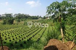 Tanah Dijual Lokasi Jonggol, Bogor dengan Luas Tanah 90000m2 dan Status SHM Tanah Dijual Lokasi Jonggol, Bogor dengan Luas Tanah 90000m2 dan Status SHM