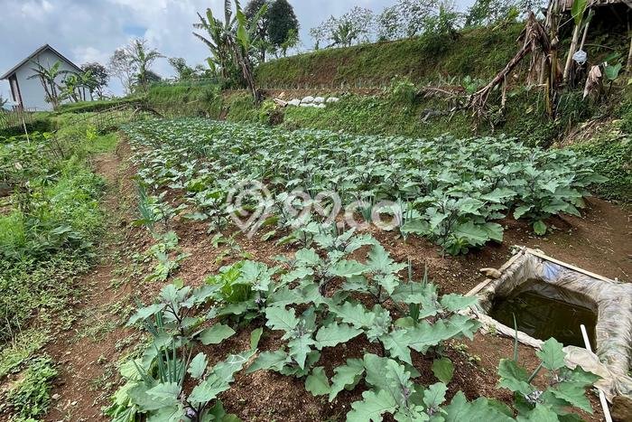 Dijual Tanah di Cipanas Cianjur Luas 770m2 SHM Dijual Tanah di Cipanas Cianjur Luas 770m2 SHM