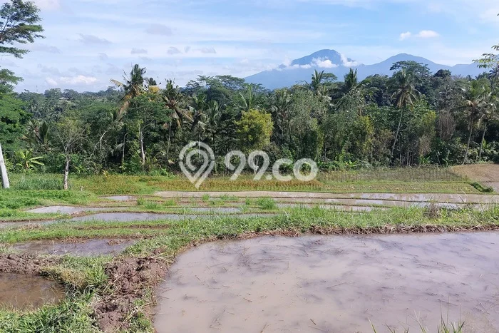 Tanah Dijual Lokasi Baturiti, Tabanan Luas 5300m2 Legalitas Aman Tanah Dijual Lokasi Baturiti, Tabanan Luas 5300m2 Legalitas Aman