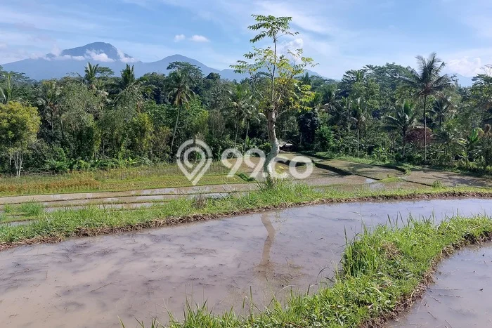 Tanah Dijual Lokasi Baturiti, Tabanan Luas 5300m2 Legalitas Aman Tanah Dijual Lokasi Baturiti, Tabanan Luas 5300m2 Legalitas Aman