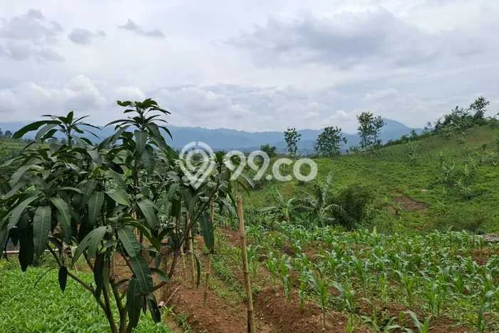 Dijual Tanah Kawasan Komersial di Sukamakmur, Luas 7770m², Prospek Bagus Dijual Tanah Kawasan Komersial di Sukamakmur, Luas 7770m², Prospek Bagus