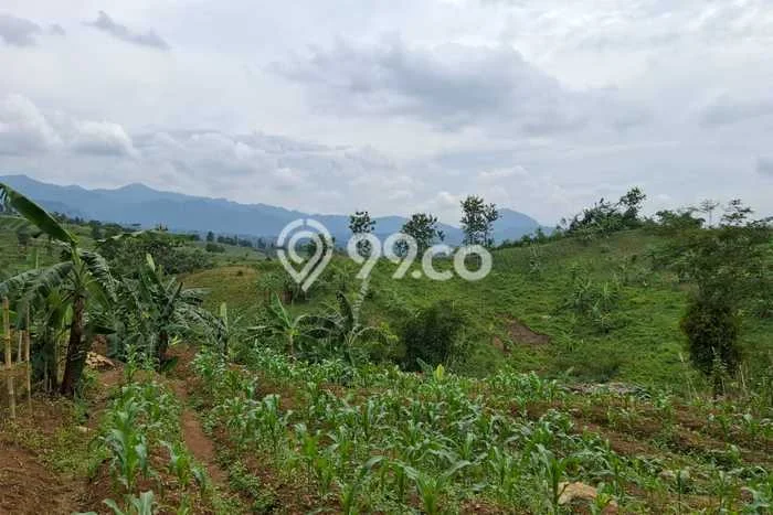 Dijual Tanah Kawasan Komersial di Sukamakmur, Luas 7770m², Prospek Bagus Dijual Tanah Kawasan Komersial di Sukamakmur, Luas 7770m², Prospek Bagus