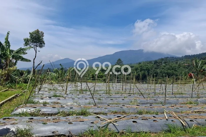Lahan Dijual Lokasi Cicurug, Sukabumi dengan Luas Tanah 6000m2 dan Status AJB Lahan Dijual Lokasi Cicurug, Sukabumi dengan Luas Tanah 6000m2 dan Status AJB