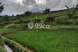 Kavling Tanah Dijual di Cijeruk Bogor Spesifikasi 1500m2 Kavling Tanah Dijual di Cijeruk Bogor Spesifikasi 1500m2
