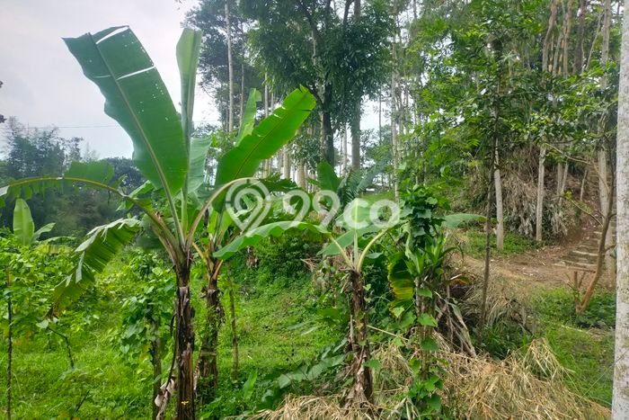 Tanah Kawasan Komersial di Cigombong, Luas 2000m2m², Cocok untuk Investasi Tanah Kawasan Komersial di Cigombong, Luas 2000m2m², Cocok untuk Investasi