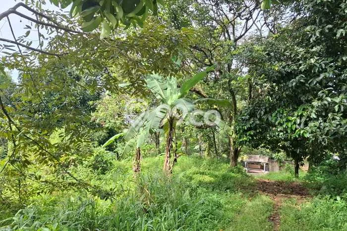 Tanah untuk Dijual di Citeureup Bogor Luas 4000m2 Tanah untuk Dijual di Citeureup Bogor Luas 4000m2