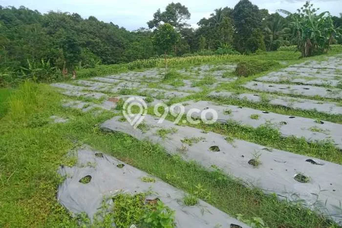 Tanah Dijual Lokasi Pamijahan Bogor - Tanah Dijual Lokasi Pamijahan Bogor -