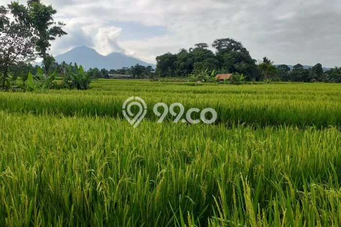 Kavling Tanah di Pamijahan Dijual Luas 7668m2 Legalitas SHM Kavling Tanah di Pamijahan Dijual Luas 7668m2 Legalitas SHM