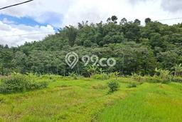 Tanah untuk Dijual di Pamijahan Bogor Luas 6000m2 Tanah untuk Dijual di Pamijahan Bogor Luas 6000m2