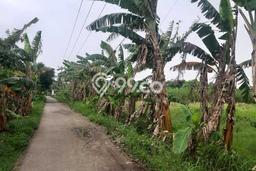 Tanah Dijual Lokasi Muara Gembong, Bekasi Luas 4260m2 Legalitas Aman Tanah Dijual Lokasi Muara Gembong, Bekasi Luas 4260m2 Legalitas Aman