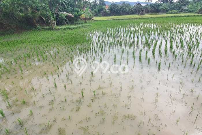 Tanah Kavling di Kramatwatu Dijual dengan Luas 985m2 Tanah Kavling di Kramatwatu Dijual dengan Luas 985m2