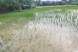 Tanah Kavling di Kramatwatu Dijual dengan Luas 985m2 Tanah Kavling di Kramatwatu Dijual dengan Luas 985m2