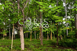 Lahan untuk Dijual Lokasi Gerokgak, Buleleng Luas 33650m2 SHM Lahan untuk Dijual Lokasi Gerokgak, Buleleng Luas 33650m2 SHM