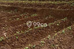 Tanah Kavling di Leuwiliang Dijual dengan Luas 4500m2 Tanah Kavling di Leuwiliang Dijual dengan Luas 4500m2