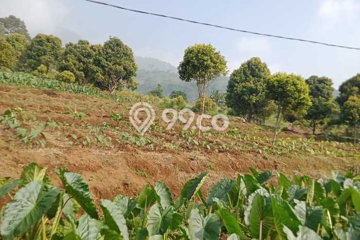 Jarang Ada! Tanah di Cigombong Punya Luas 17000m2 Hak Pakai Jarang Ada! Tanah di Cigombong Punya Luas 17000m2 Hak Pakai