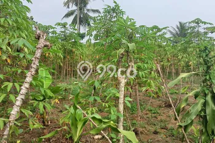 Tanah di Parakan Salak, Sukabumi Luas 6600m2 Dijual Segera Tanah di Parakan Salak, Sukabumi Luas 6600m2 Dijual Segera