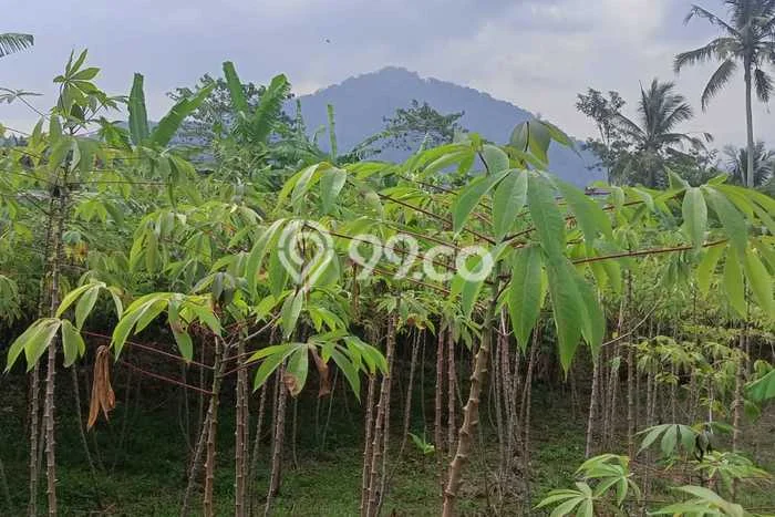 Tanah di Parakan Salak, Sukabumi Luas 6600m2 Dijual Segera Tanah di Parakan Salak, Sukabumi Luas 6600m2 Dijual Segera