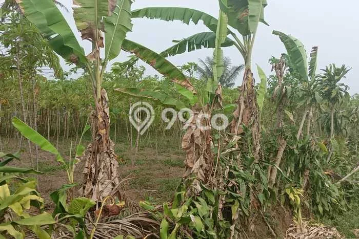 Tanah di Parakan Salak, Sukabumi Luas 6600m2 Dijual Segera Tanah di Parakan Salak, Sukabumi Luas 6600m2 Dijual Segera