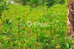 Tanah Dijual Lokasi Cigombong, Bogor Luas 2000m2 Legalitas Aman Tanah Dijual Lokasi Cigombong, Bogor Luas 2000m2 Legalitas Aman