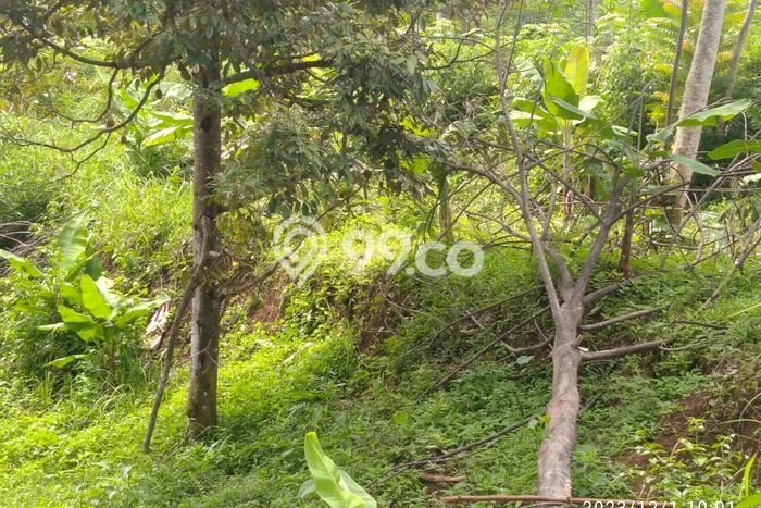 Kavling Tanah di Parakan Salak Dijual Luas 6500m2 Legalitas - Kavling Tanah di Parakan Salak Dijual Luas 6500m2 Legalitas -