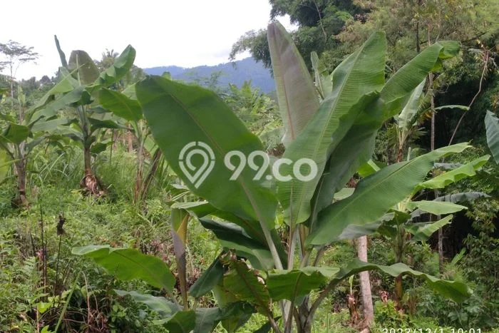 Kavling Tanah di Parakan Salak Dijual Luas 6500m2 Legalitas - Kavling Tanah di Parakan Salak Dijual Luas 6500m2 Legalitas -