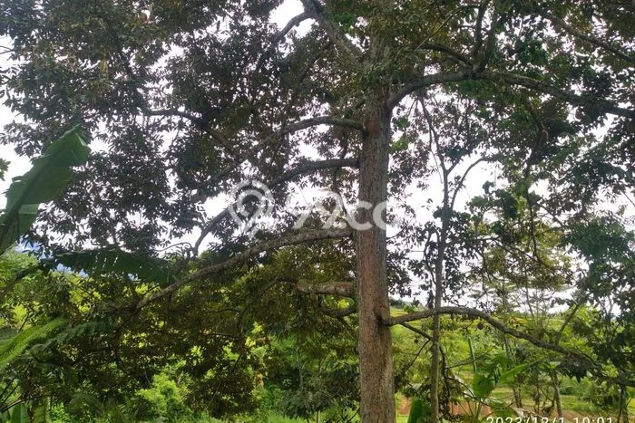 Kavling Tanah di Parakan Salak Dijual Luas 6500m2 Legalitas - Kavling Tanah di Parakan Salak Dijual Luas 6500m2 Legalitas -