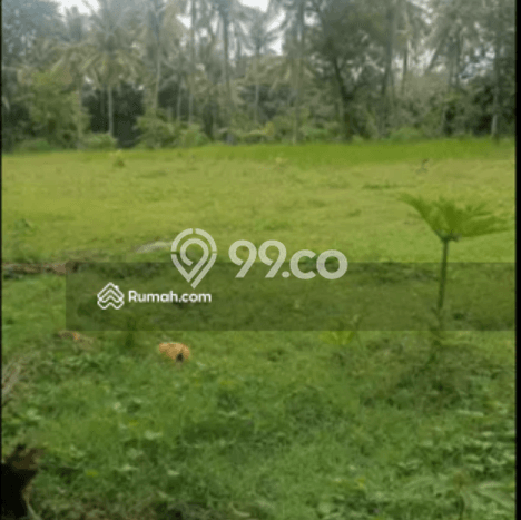 Untuk Dijual Tanah 5000m2 di Singaraja, Buleleng Untuk Dijual Tanah 5000m2 di Singaraja, Buleleng