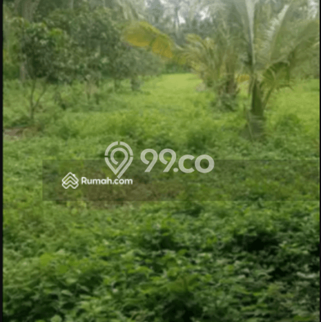 Untuk Dijual Tanah 5000m2 di Singaraja, Buleleng Untuk Dijual Tanah 5000m2 di Singaraja, Buleleng