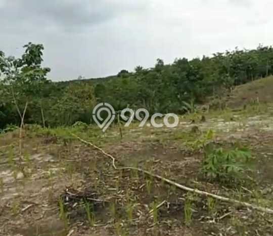 Dijual Tanah di Munjul Pandeglang Luas 1e+06m2 SHM Dijual Tanah di Munjul Pandeglang Luas 1e+06m2 SHM