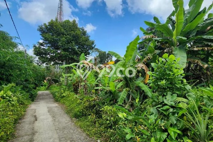 Tanah Lokasi Strategis di Payangan, Luas 8900m², Akses ke Fasilitas Umum Tanah Lokasi Strategis di Payangan, Luas 8900m², Akses ke Fasilitas Umum