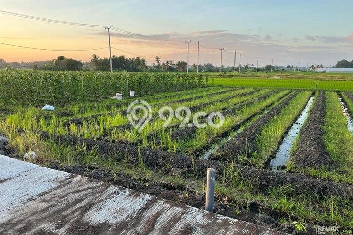 Tanah Dijual di Tabanan Seluas 500m2 Strategis Tanah Dijual di Tabanan Seluas 500m2 Strategis