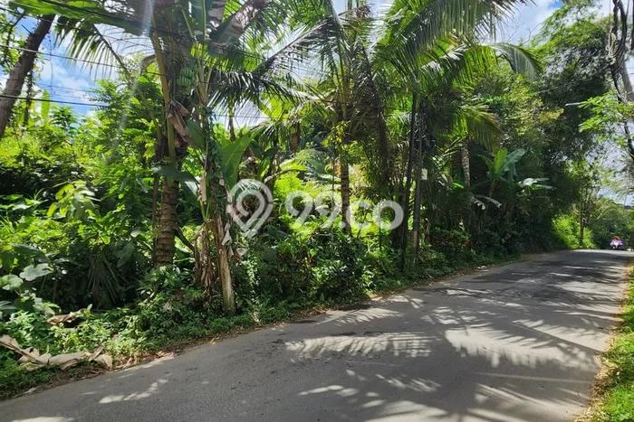 Tanah Lokasi Strategis di Payangan, Luas 8900m², Akses ke Fasilitas Umum Tanah Lokasi Strategis di Payangan, Luas 8900m², Akses ke Fasilitas Umum
